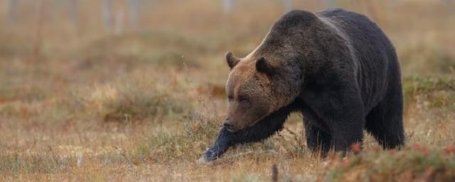 В Новосибирской области обнаружены следы медведя в грибном месте