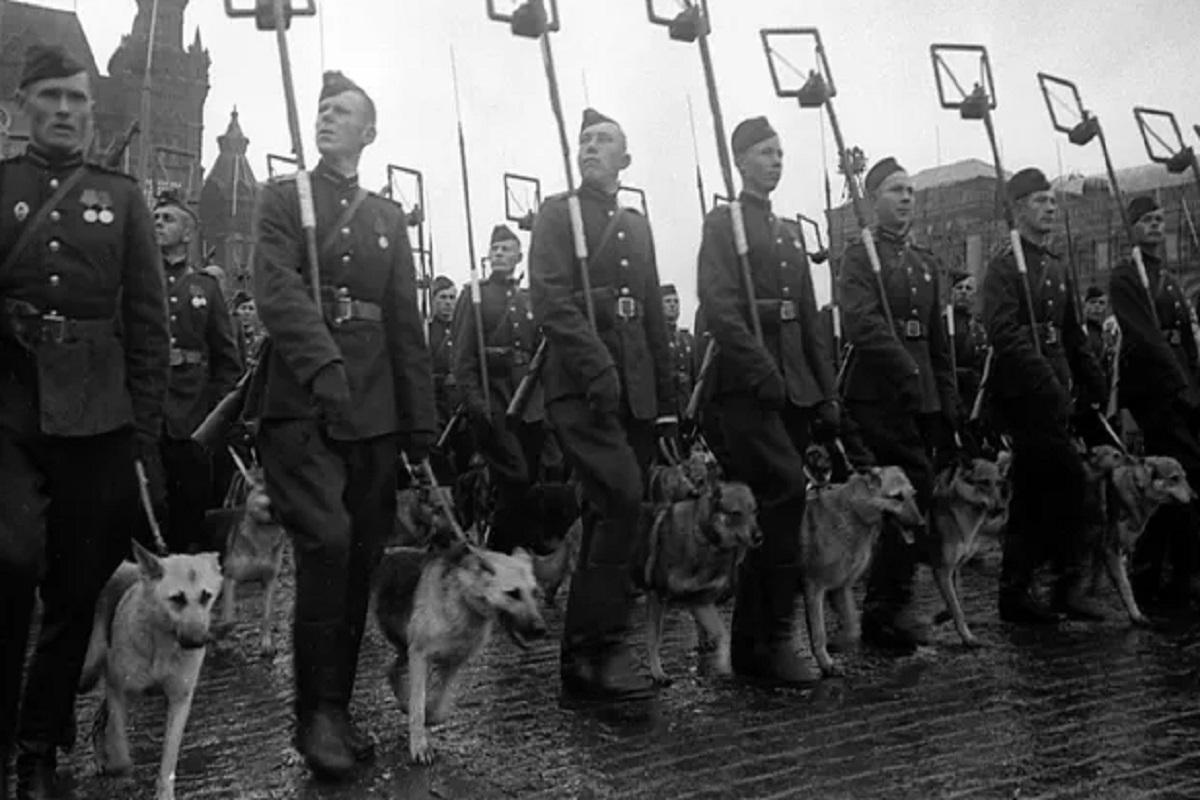 В Ульяновской области откроют выставку, посвященную подвигу служебных собак