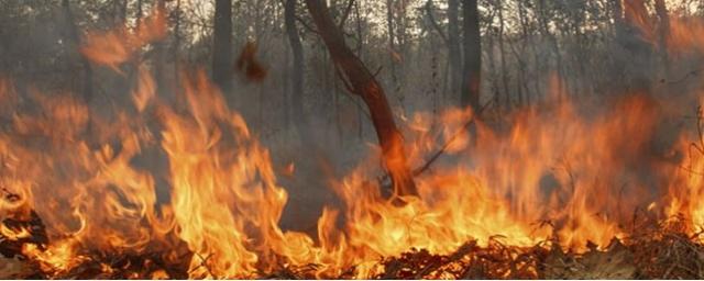 В Томской области введен режим ЧС из-за лесных пожаров