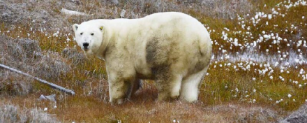В Якутии при помощи беспилотников посчитали белых медведей Арктики