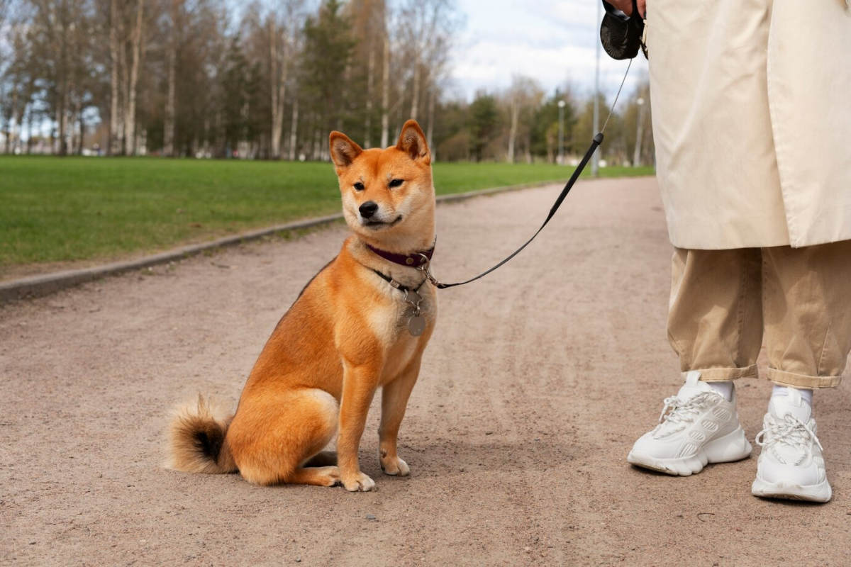 Петербуржцев призывают высказать мнение по правилам выгула собак