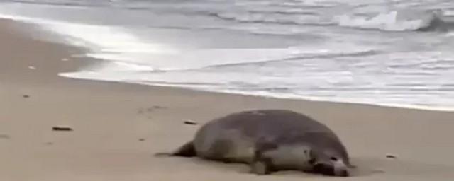 На Каспийском побережье в Дагестане обнаружены около 700 мертвых тюленей