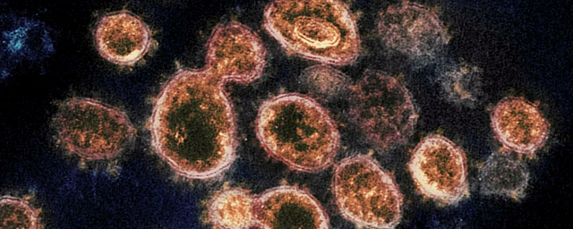 Иммунолог рассказал об антителах после вакцинации от COVID-19