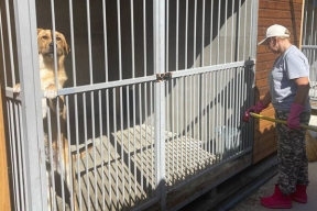 В сочинском муниципальном приюте для животных обустроят «кошкин дом» и загон для скота