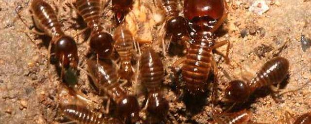 Ученые отнесли термитов к отряду таракановых