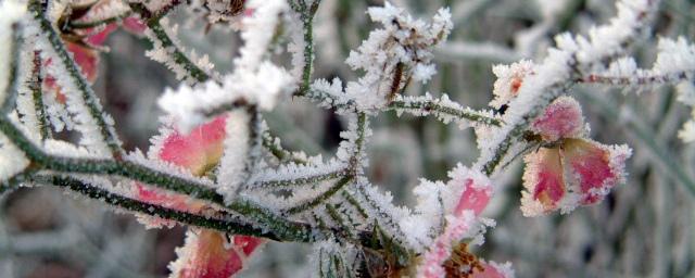 Трехдневные заморозки в КБР могут стать причиной гибели сельхозкультур