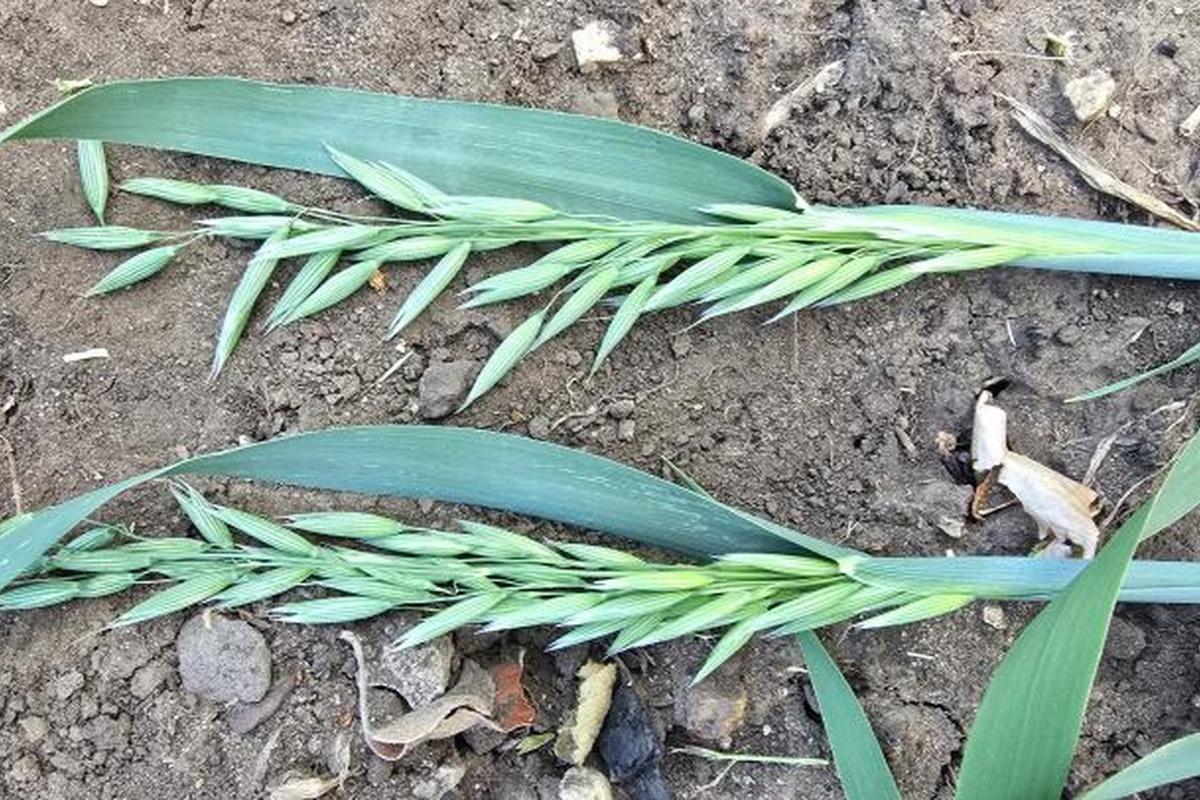 Власти Саратовской области хотят, чтобы фермеры выращивали больше продукции