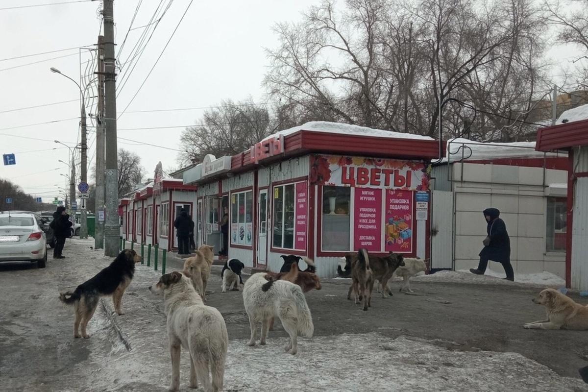 В Самарской области регистрация домашних животных может стать обязательной