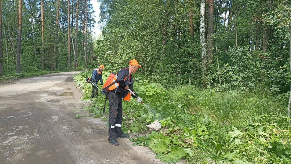 Сотрудники коммунальных служб Городского округа Пушкинский систематически занимаются уничтожением борщевика Сосновского