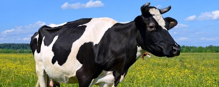 Минсельхоз РФ: в среднем одна корова дала 4000 кг молока за первое полугодие