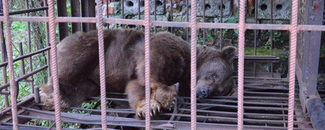 Мини-зоопарк ресторана в Кабардино-Балкарии шокировал туристов