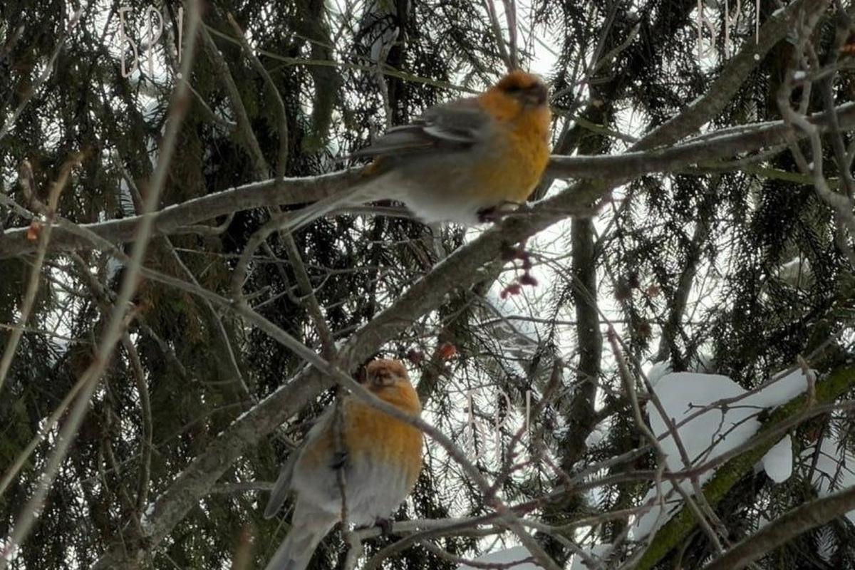 В Подмосковье местные жители заметили самцов и самок финских петухов