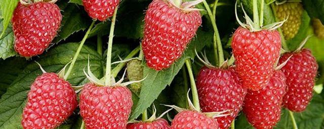 В России стали производить на 35% больше ягод