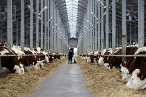 Губернатор Калужской области пообещал побить советские рекорды по производству молока