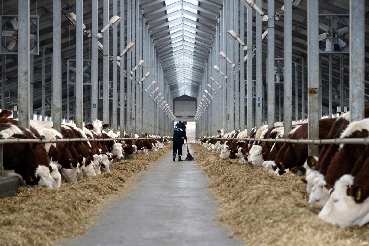 Губернатор Калужской области пообещал побить советские рекорды по производству молока