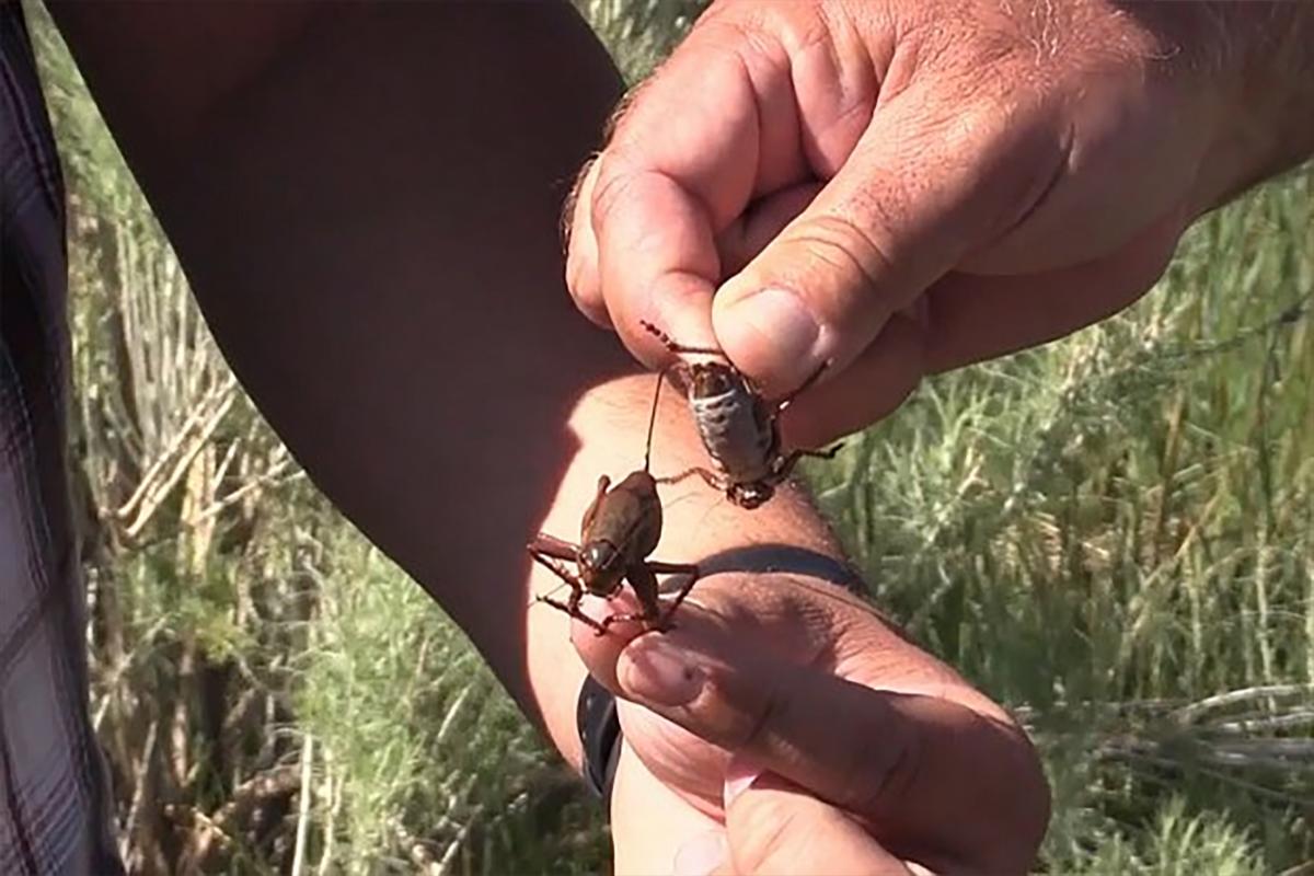 Нашествие сверчков-каннибалов началось в США