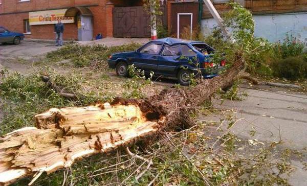 В Петербурге из-за ветра закрыли сады и скверы