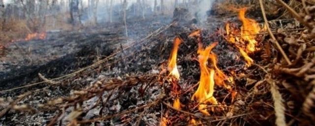 В Калининградской области вводится особый противопожарный режим