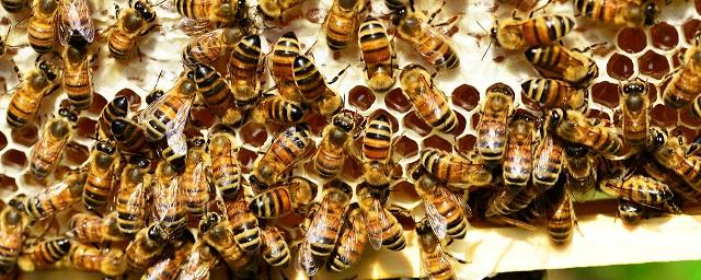 Ученые: пчелы становятся агрессивными рядом с ЛЭП