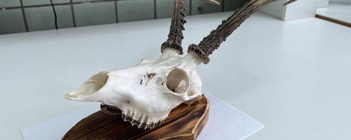 Иностранец хотел вывезти из Новосибирска в Узбекистан рогатый череп