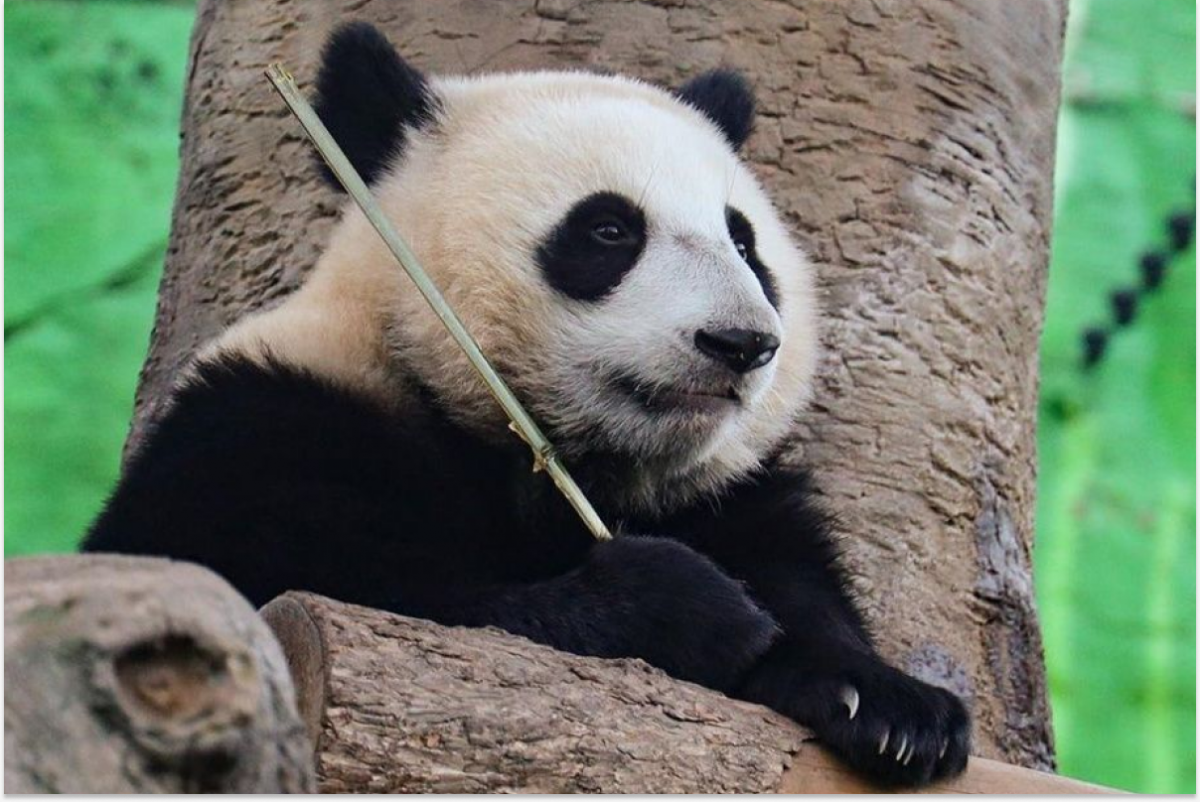 Панда Катюша начала самостоятельную жизнь в Московском зоопарке