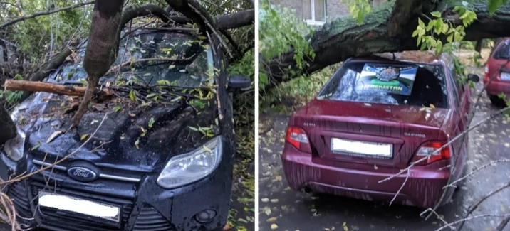 В Рязанской области упавшее дерево повредило несколько автомобилей