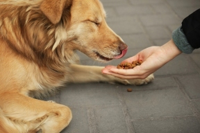 В Самаре вступил в силу запрет на кормление уличных животных, живущих в городской среде