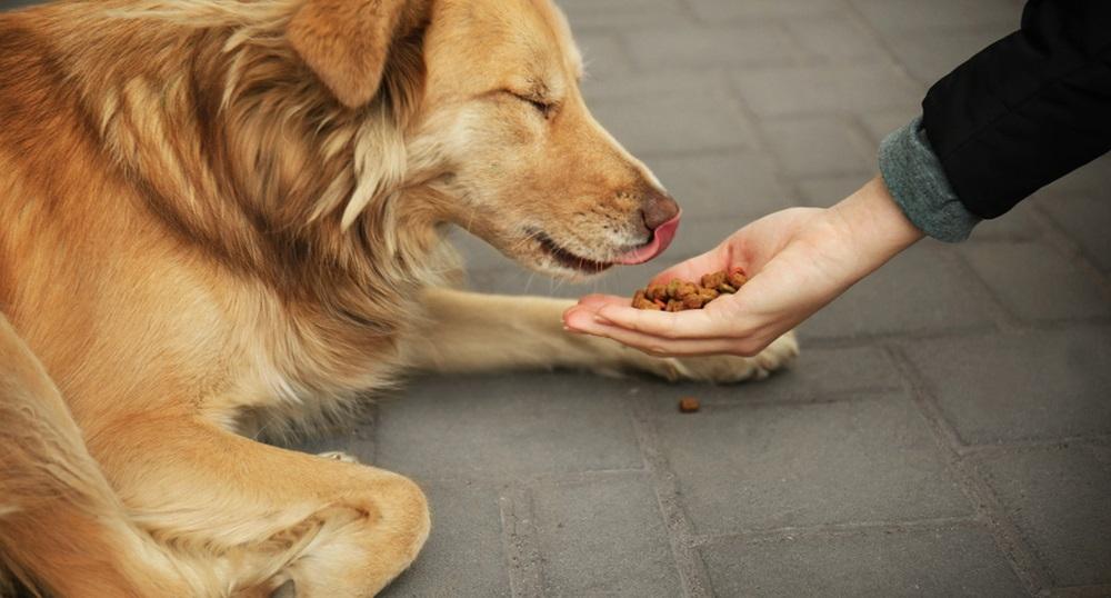 В Самаре вступил в силу запрет на кормление уличных животных, живущих в городской среде