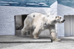 Ростовчане выразили тревогу за состояние здоровья белого медведя Айона в местном зоопарке