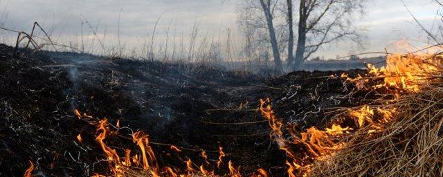 В Смоленской области сгорело 109 гектаров сухостоя