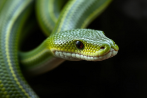 В Китае открыли новый вид ядовитых гадюк