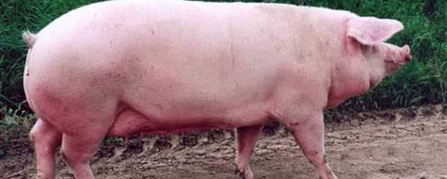 Из-за африканской чумы свиней на Рязанщине ввели карантин