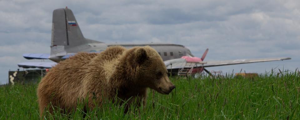 В Магадане медведь помешал посадке пассажирского самолета