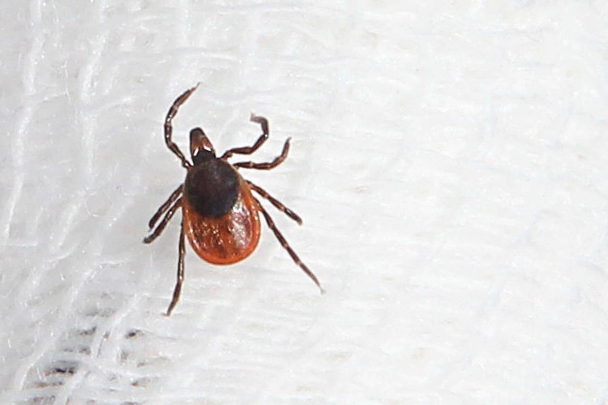 Роспотребнадзора: клещи в Тюменской области покусали 8500 человек