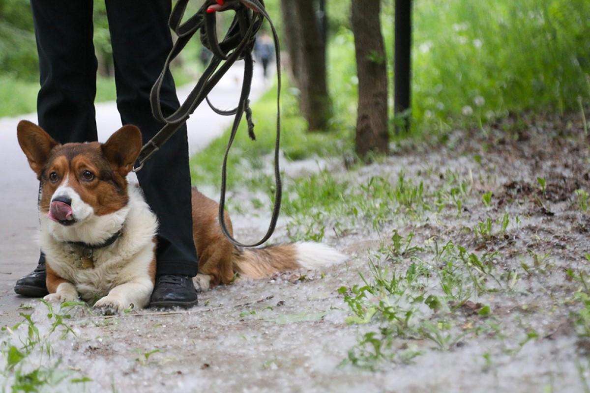 Иммунолог Логинова рассказала, как защититься от аллергии на пыльцу