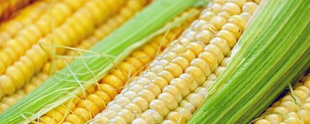 Директора сельхозфирмы КБР осудят за мошенничество при продаже кукурузы с ущербом в 13 млн рублей