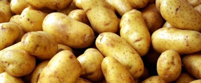 В ОЭЗ «Липецк» запустят производящий полуфабрикаты из картофеля завод