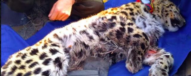 Состояние здоровья раненого в Приморье леопарда стабилизировалось