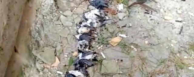 Новосибирцы обеспокоены массовой гибелью птиц в Железнодорожном районе