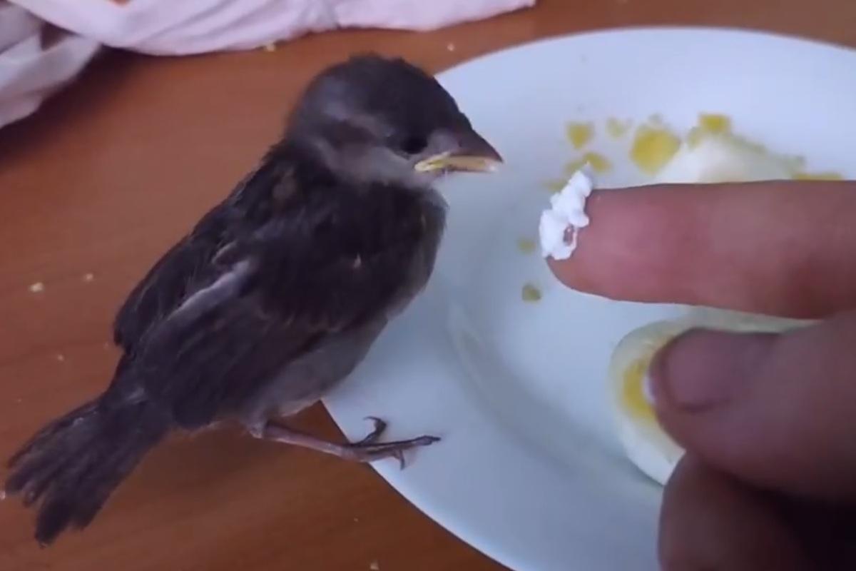 Новосибирский депутат Ростислав Антонов спасает воробья, которого нашла его дочь