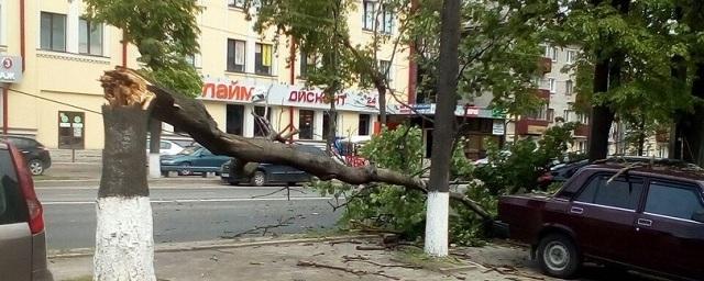 В Пскове убирают упавшие из-за сильного ветра деревья