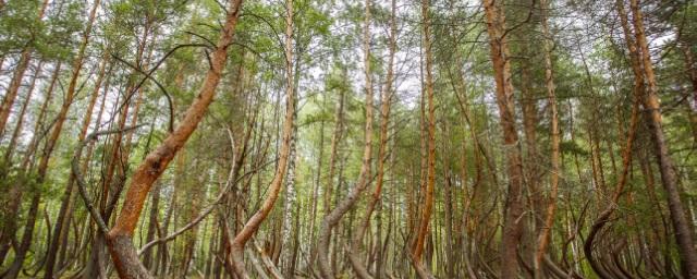 В Рязанской области появится «Заколдованный лес»