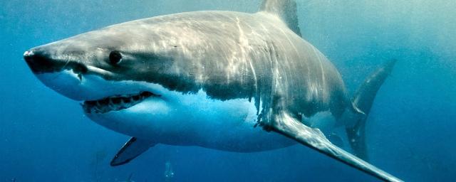 Shark attack off Australian coast kills man