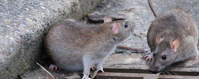 Опыты в Университете Миссури подтвердили распространение SARS-CoV-2 среди городских крыс