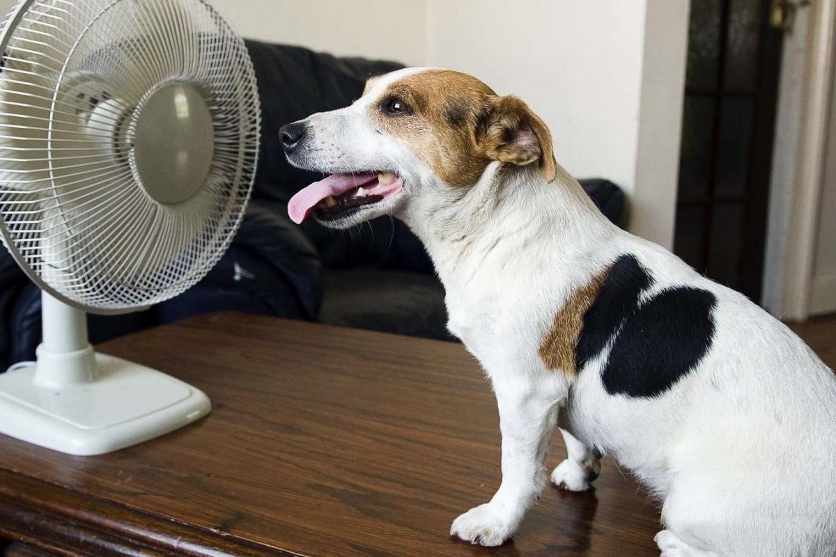 Ветеринар Аверина пояснила, как определить, что собаке жарко