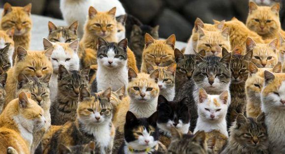 В Москве сайт по поиску работы разместил вакансию специалиста по подсчету котов