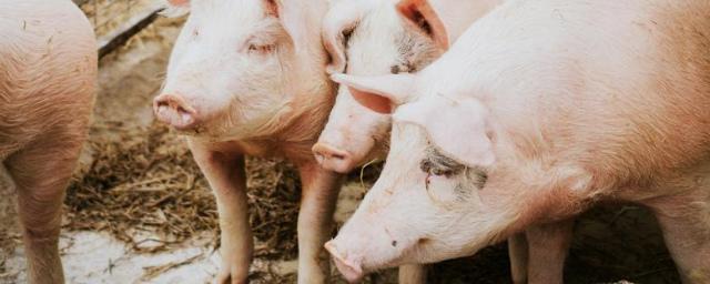 С рынка Северной столицы могут уйти производители свинины
