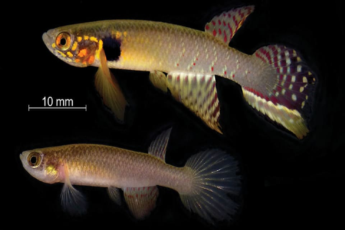 В Боливии в водоеме обнаружили считавшуюся вымершей ривуловую рыбу