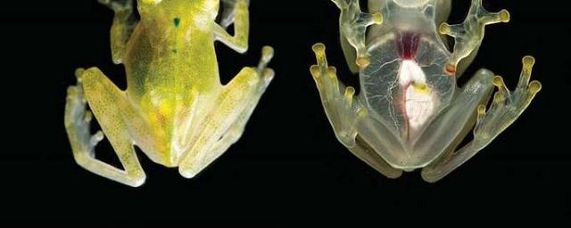 В Эквадоре обнаружили новый вид лягушек с прозрачной кожей