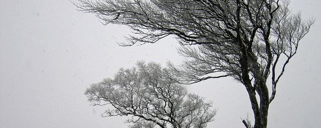 На Камчатке с четверга по субботу ожидаются дождь со снегом и ветер до 20 м/с